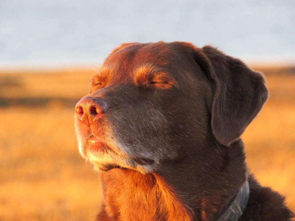 Relaxed Dog